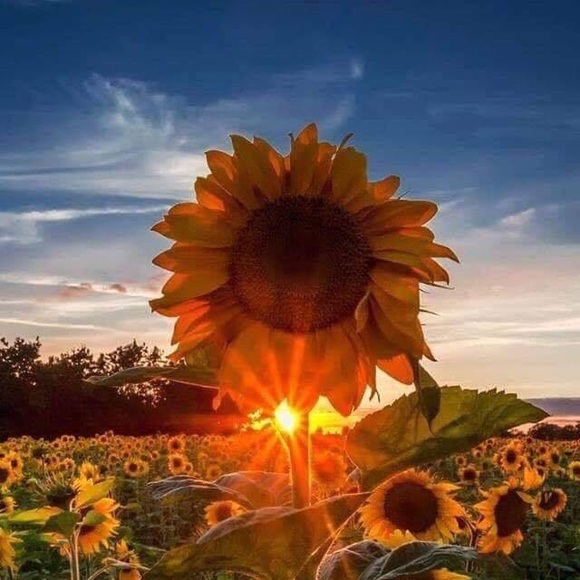 Meet your Posher, Tricia - Picture 1 of 1